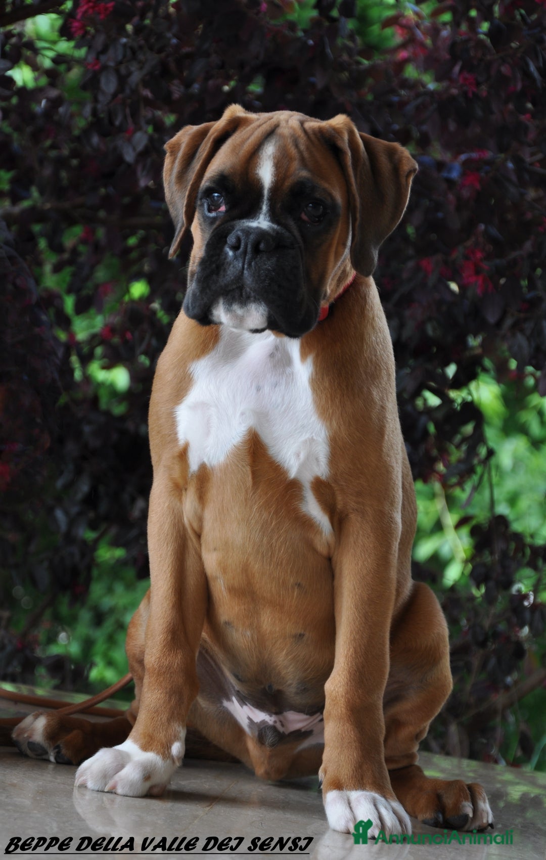 Boxer cani in vendita: BOXER CUCCIOLI DISPONIBILI - Annuncio 17