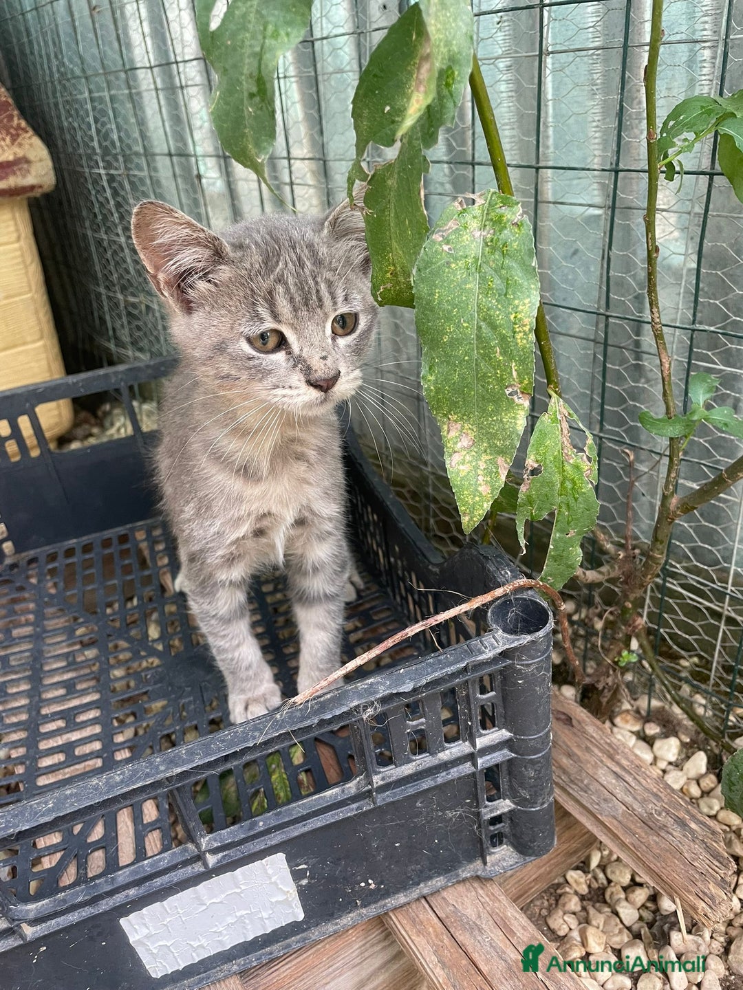 Meticcio gatti in regalo: TIGRO a Città metropolitana di Roma Capitale - Annuncio 3