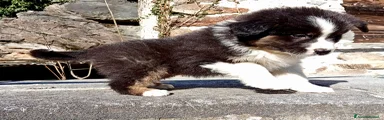 Australian Shepherd Cucciolo 2