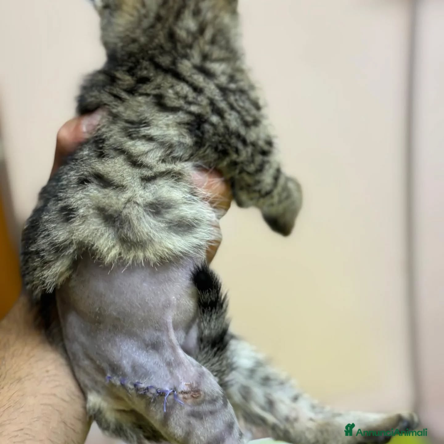 Meticcio gatti in regalo: MINO dolce micino cerca casa - gattino in adozione - Annuncio 4