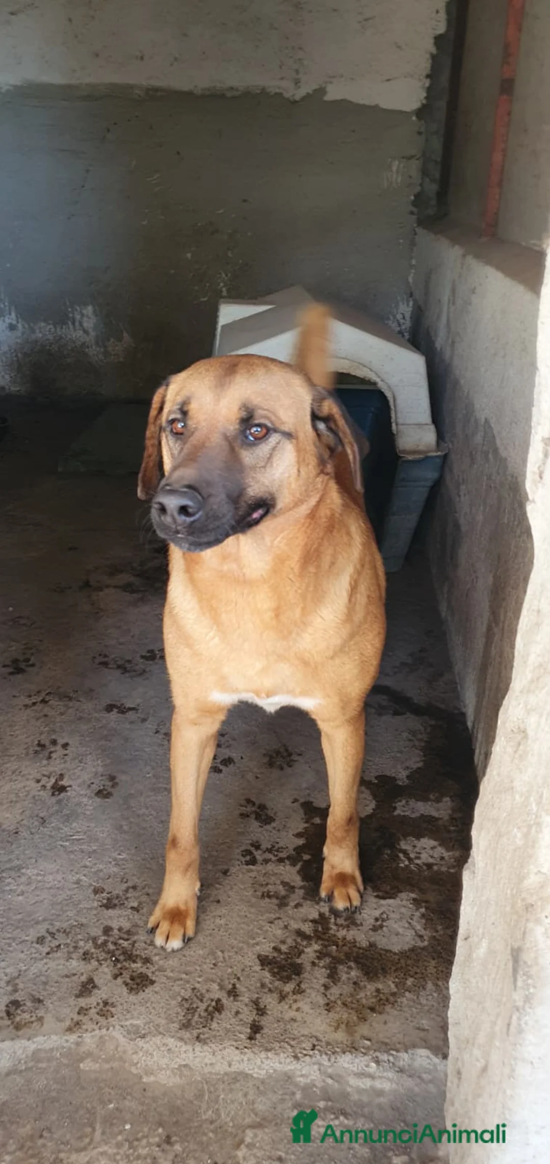 Meticcio cani in regalo: Alex in Canile - Annuncio 1