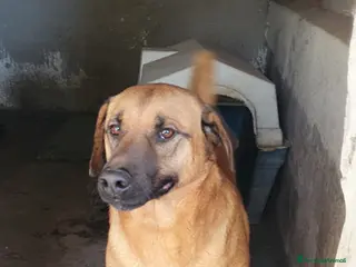 Meticcio cani Alex in Canile - Annuncio 13