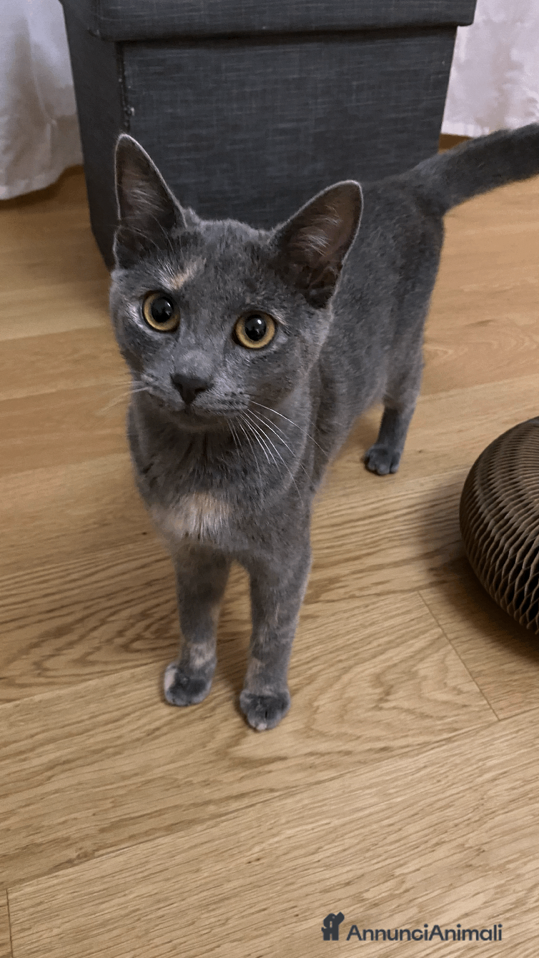 Europeo gatti in regalo: Gattina in adozione - Annuncio 2