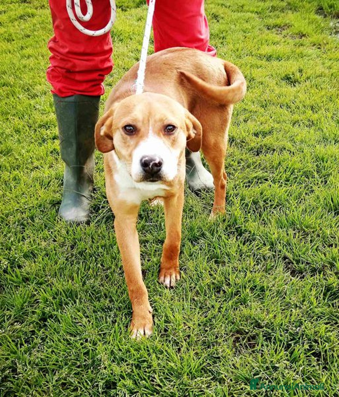 Meticcio cani in regalo: Cucciola Darling di nome e di fatto a Provincia di Latina - Annuncio 8