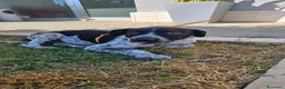 Meticcio cani in regalo: YUKI ASPETTA UNA MAMMA  a Provincia di Varese - Annuncio 4