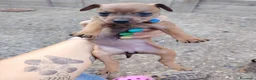 Pinscher Miniatura cani in vendita: Cuccioli Pinscher nano  - Annuncio 2