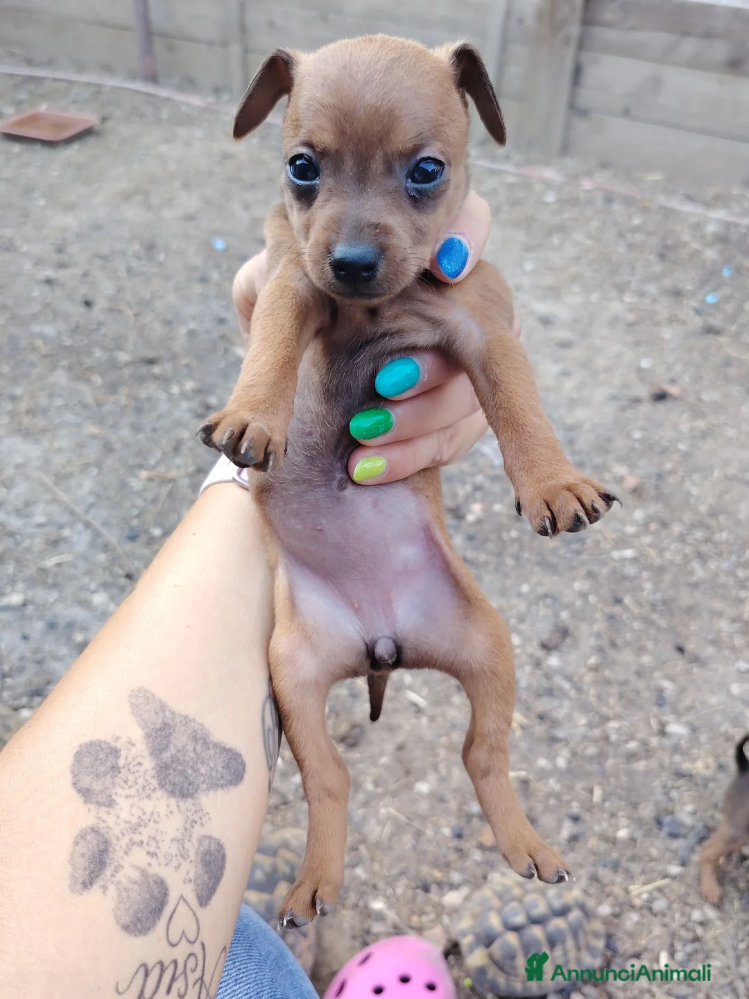Pinscher Miniatura cani in vendita: Cuccioli Pinscher nano  - Annuncio 2