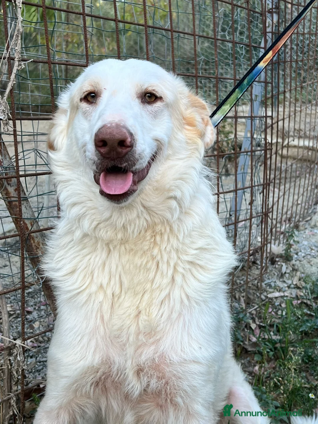 Meticcio cani in regalo: Cracco molto affettuoso - Annuncio 6