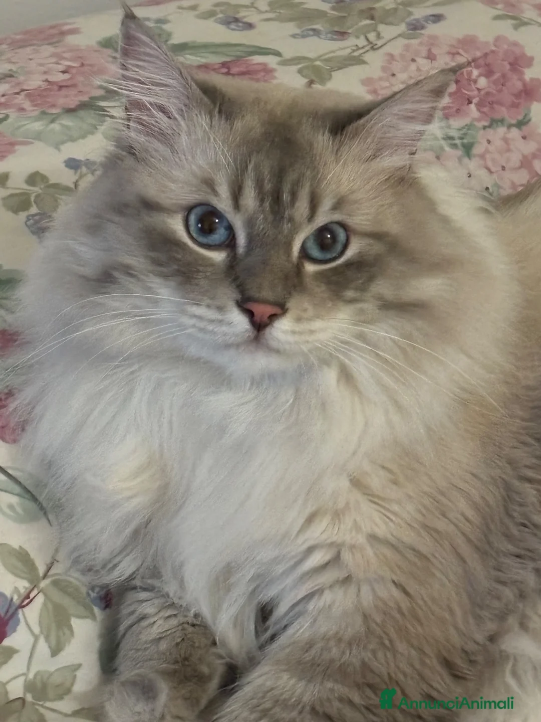 Siberiano gatti in vendita: Siberiano Neva Masquerade Blue Silver Tabby a Provincia di Reggio Emilia - Annuncio 1