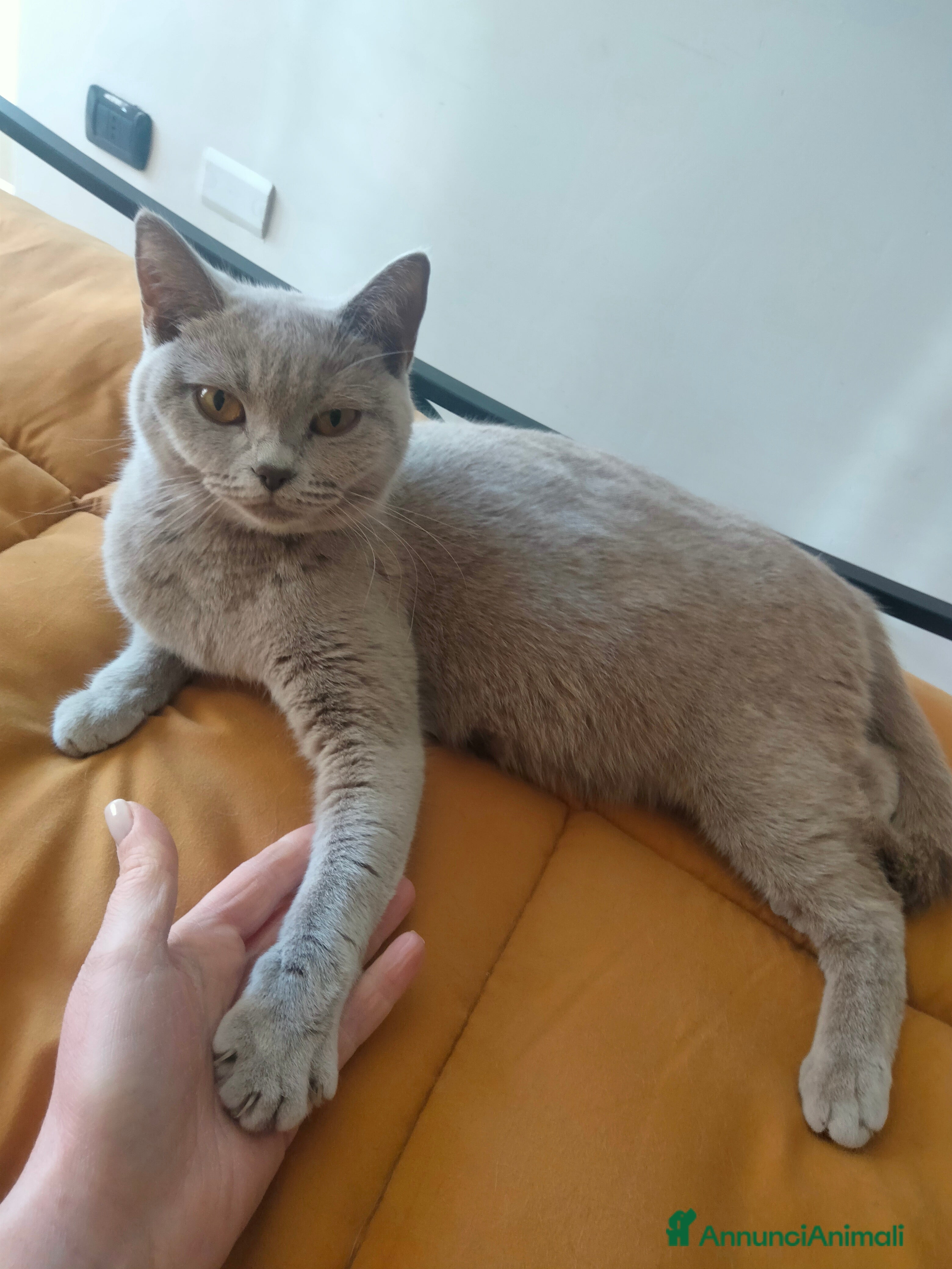 British gatti Cucciolo british  - Annuncio 15