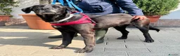 Meticcio cani in regalo: ELIJA LABRADOR - Annuncio 5