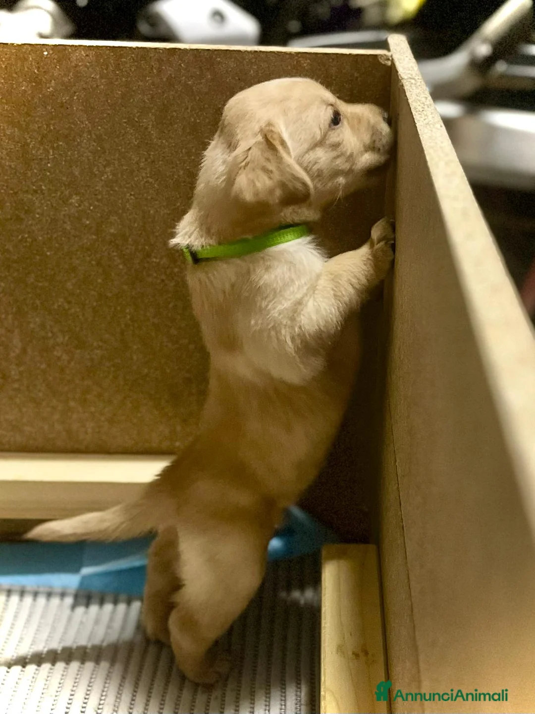 Labrador cani in vendita: LABRADOR felicità A 4 ZAMPE - Annuncio 4