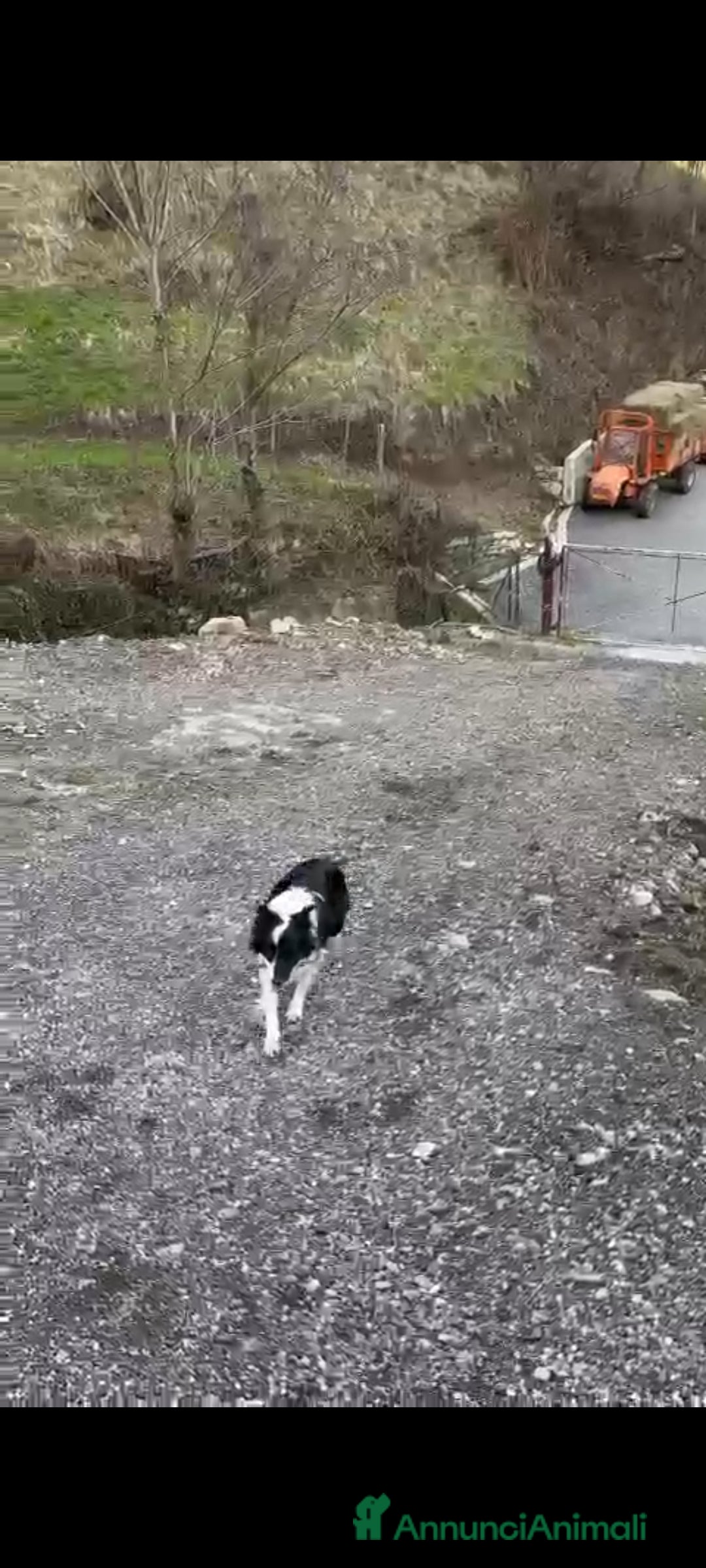 Border Collie cani in regalo: nuova casa felice per Alundra - Annuncio 12