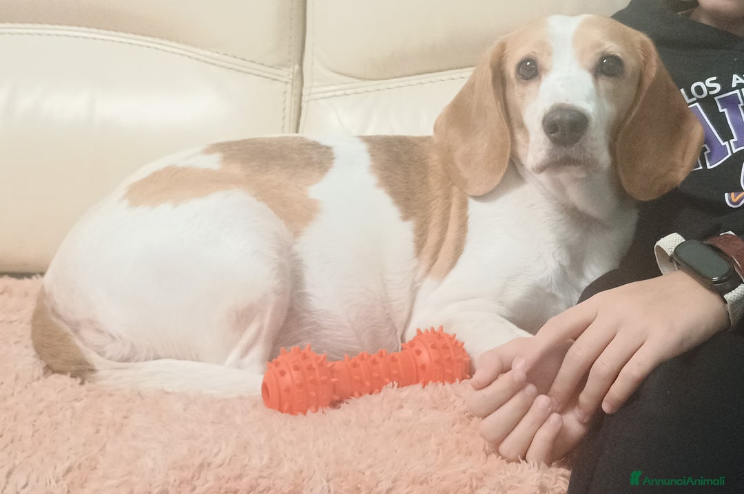 Beagle cani in regalo: Luna, Beagle femmina di 6 anni e mezzo cerca casa - Annuncio 5