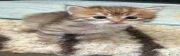 Siberiano gatti in vendita: Cuccioli Siberiano - Annuncio 14