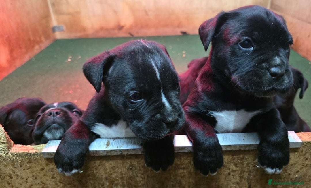 Cane Corso cani in vendita: Cuccioli Cane Corso  - Annuncio 4