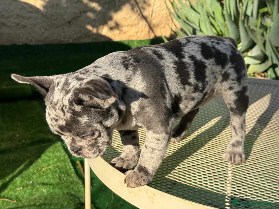 Bulldog Francese cani in vendita: Bulldog francese blue e blue merle  - Annuncio 2