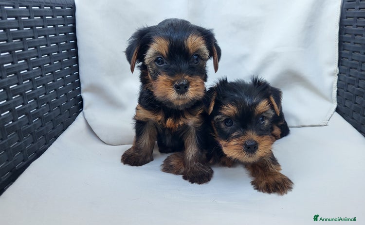 Yorkshire cani a Provincia di Verona - Annuncio 3