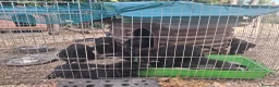 Labrador cani in vendita: Cedo labrador total black a Provincia di Macerata - Annuncio 2