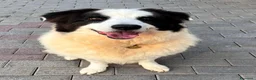 Meticcio cani in regalo: SIMBA ASPETTA SEMPRE UNA FAMIGLIA - Annuncio 13