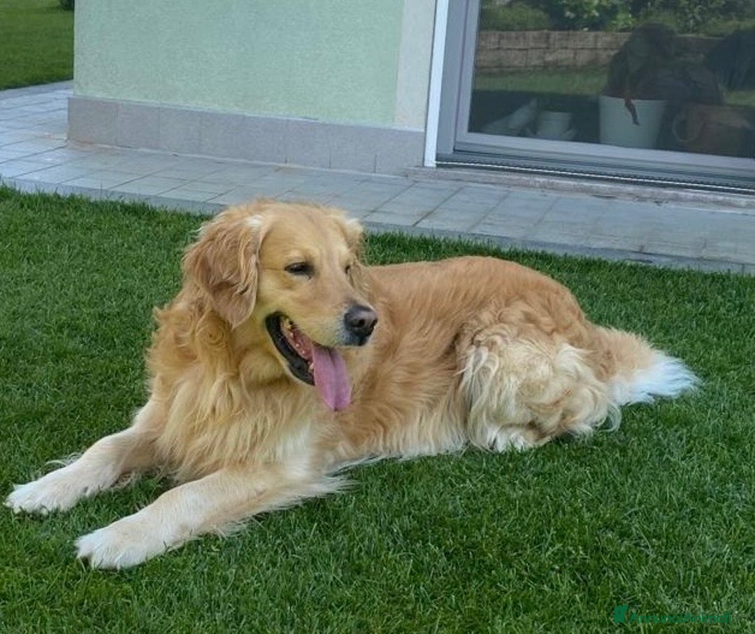 Golden Retriever cani in vendita: Golden retriver linea inglese  a Città Metropolitana di Torino - Immagine 3