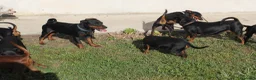 Pinscher Miniatura cani in vendita: Pinscher nano  - Annuncio 5