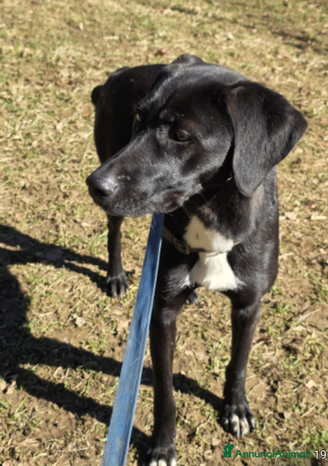 Meticcio gatti in regalo: Becky 15mesi tg media salvata mesi fa  BERGAMO - Annuncio 3