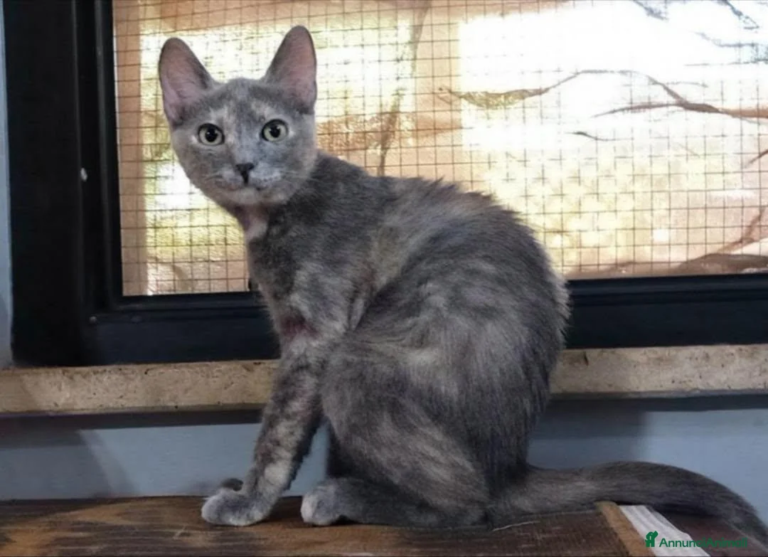 Europeo gatti in regalo: ZELDA, dolce gattina da adottare. - Annuncio 2