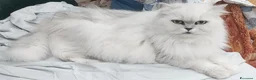 Persiano gatti in vendita: Deliziosi Persiani Cincilla Vendesi Roma  - Annuncio 13