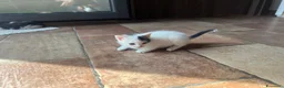 Europeo gatti in vendita: Cucciolata di gatti europei - Annuncio 2