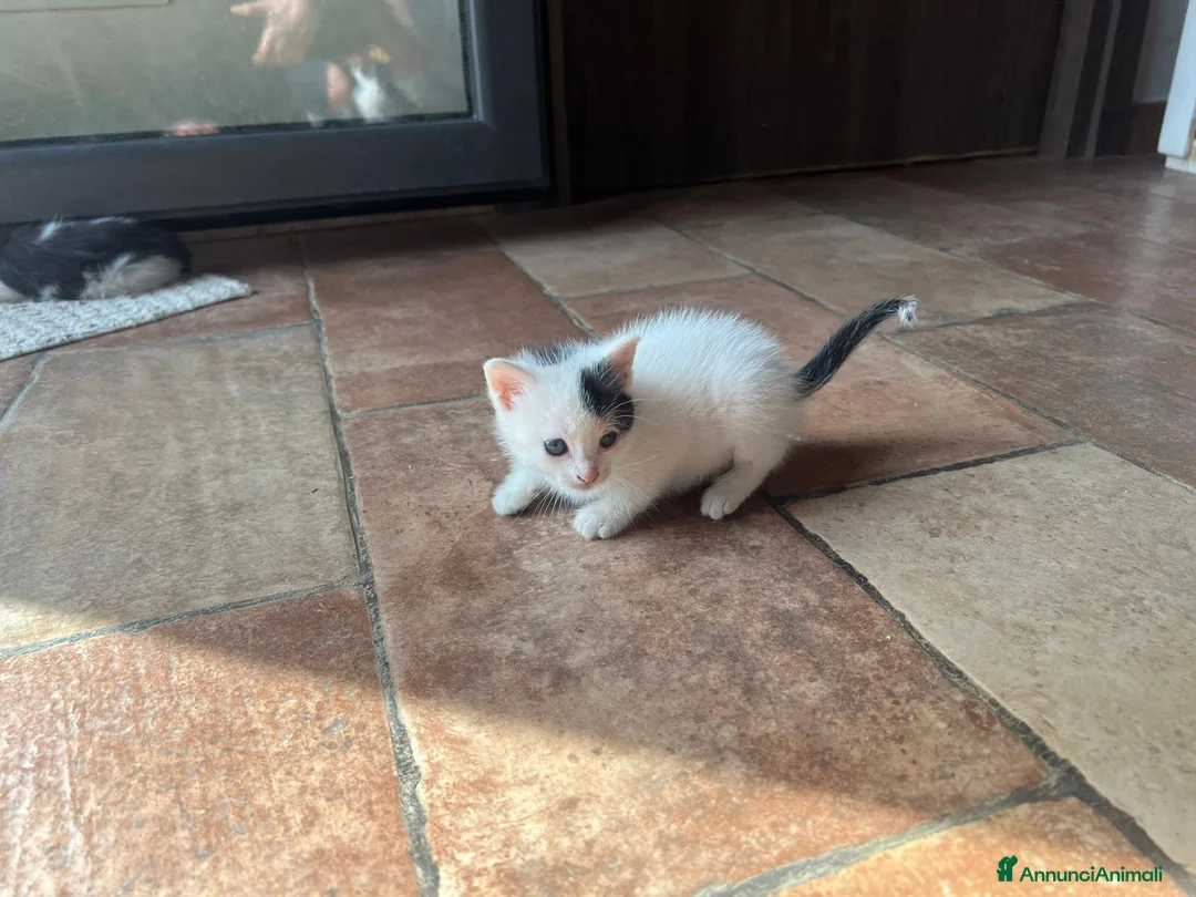 Europeo gatti in vendita: Cucciolata di gatti europei - Annuncio 2