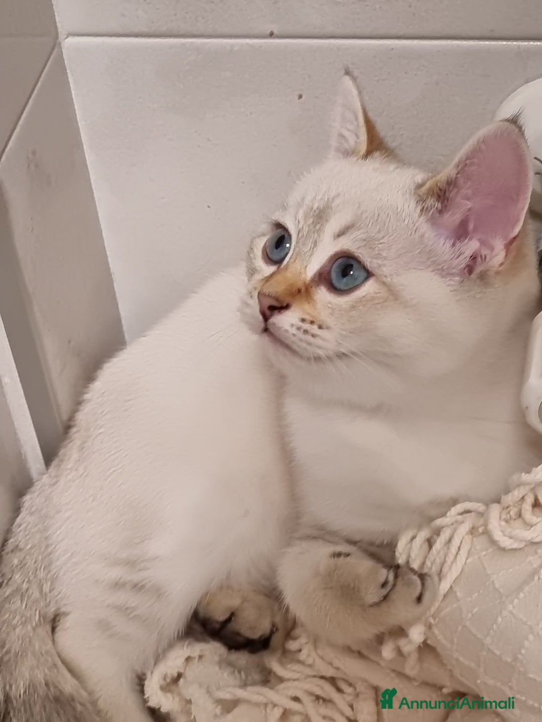 Bengala gatti in vendita: Incrocio Scottish/Bengala  - Annuncio 4