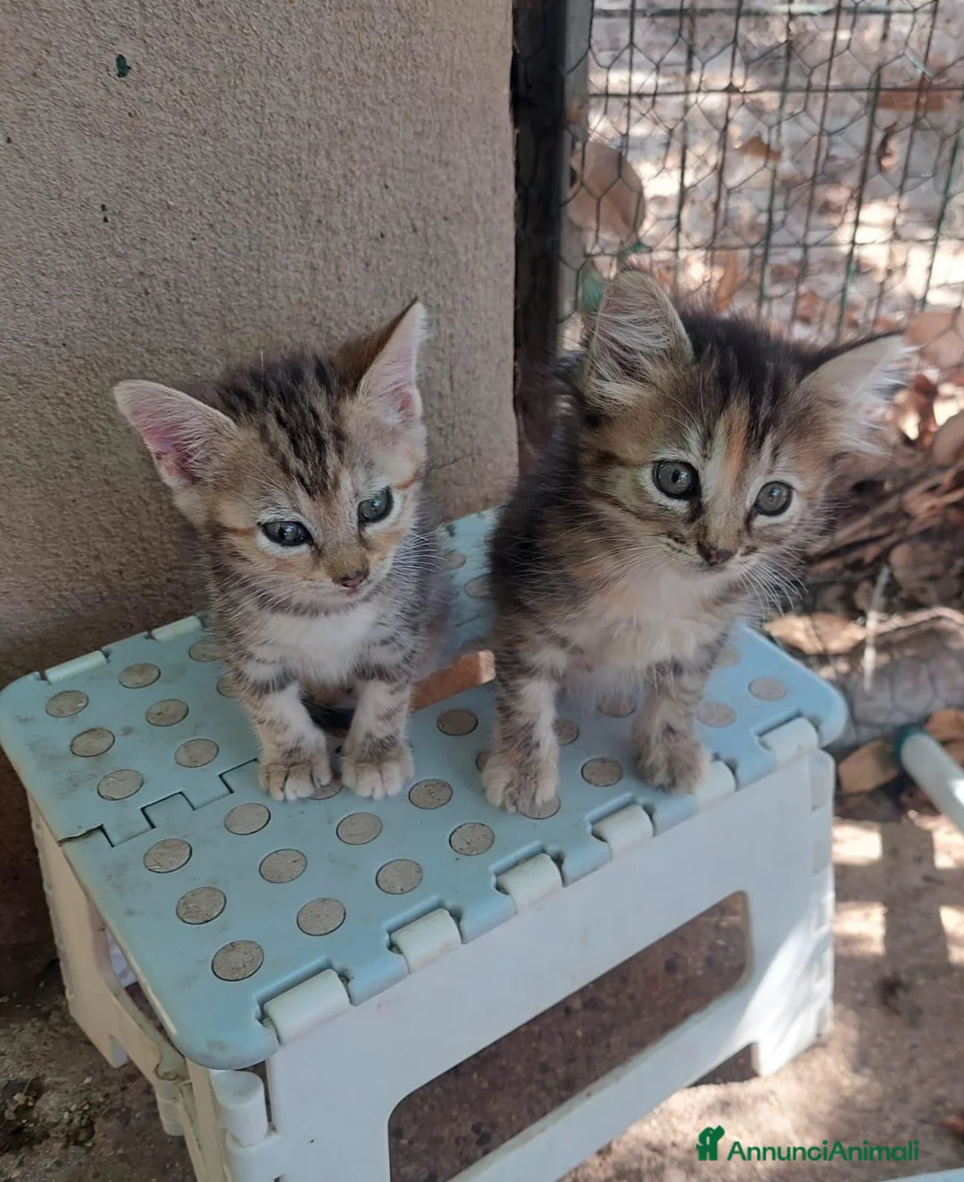Europeo gatti in regalo: Nina e Minù aspettano una famiglia  - Annuncio 5