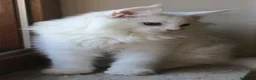 Maine Coon gatti in vendita: Maine Coon femmina  - Annuncio 4