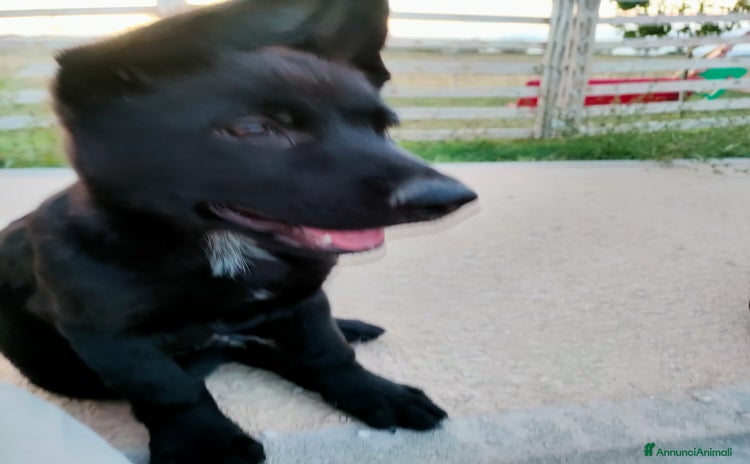 Pastore Tedesco cani Cuccioli black shepherd - Annuncio 5