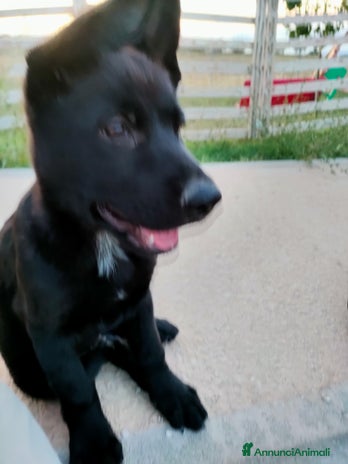 Pastore Tedesco cani Cuccioli black shepherd - Annuncio 5