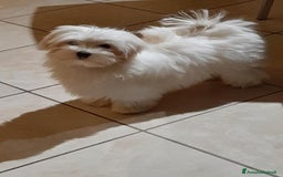 Maltese cani in vendita: Maltese cuccioli con pedigree.  a Provincia di Ferrara - Immagine 4