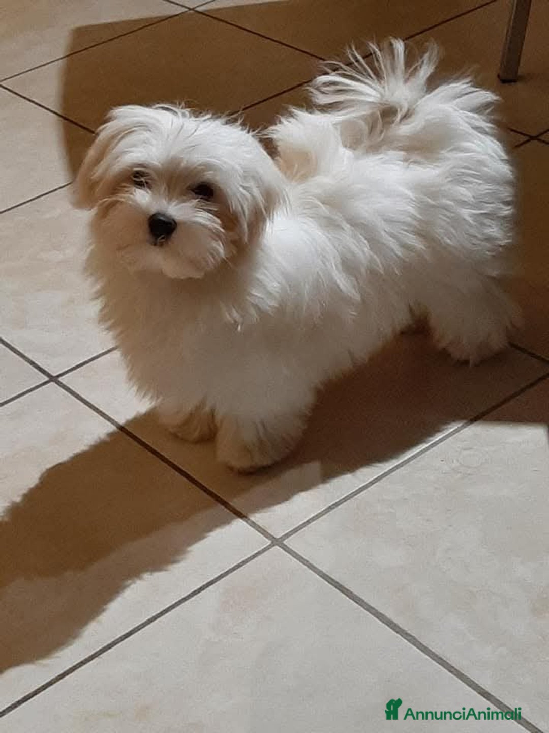 Maltese cani in vendita: Maltese cuccioli con pedigree.  a Provincia di Ferrara - Immagine 4