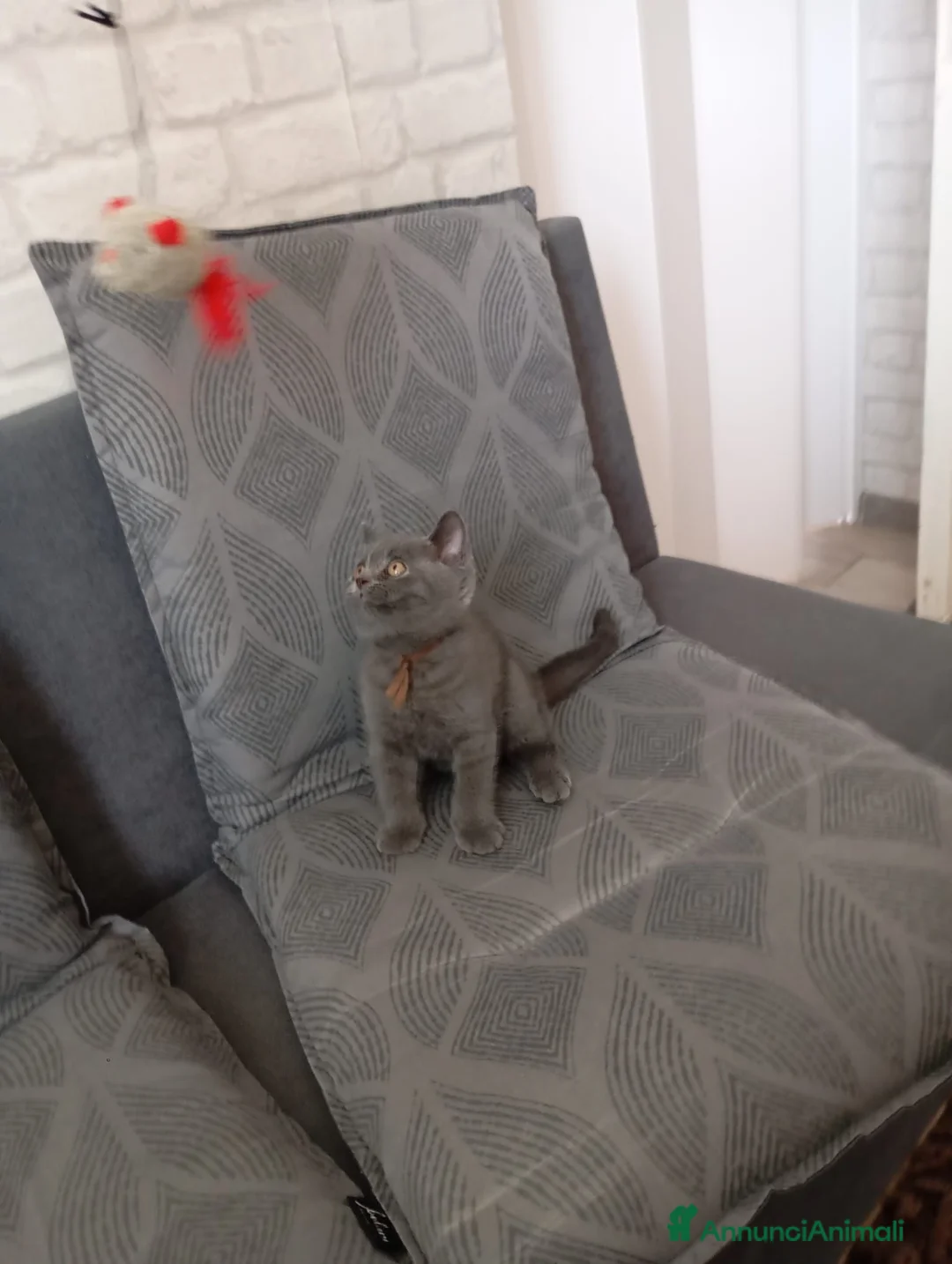 British gatti in vendita: British shorhair cuccioli  - Annuncio 8