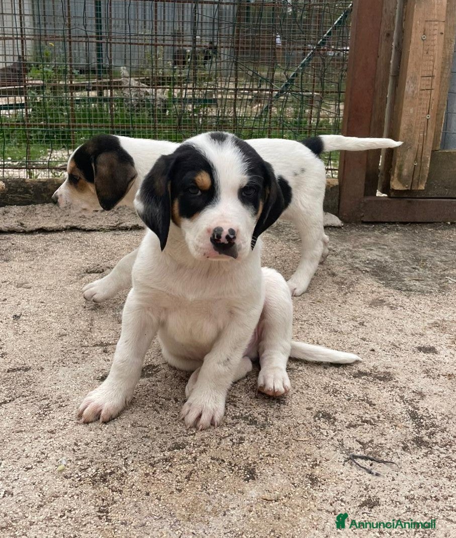 Meticcio cani LEONCINO CERCA CASA - Annuncio 9