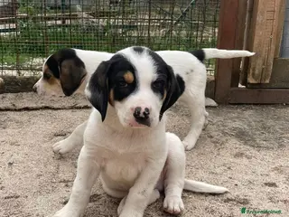 Meticcio cani LEONCINO CERCA CASA - Annuncio 9