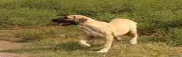 Altre razze cani in vendita: Pastore Turco Malakli  a Città metropolitana di Reggio Calabria - Annuncio 2