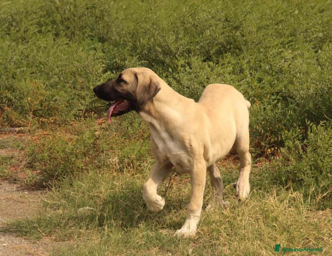 Altre razze cani in vendita: Pastore Turco Malakli  a Città metropolitana di Reggio Calabria - Annuncio 2