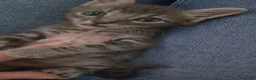 Europeo gatti in regalo: Eclipse, una gattina in miniatura 💖  - Annuncio 5