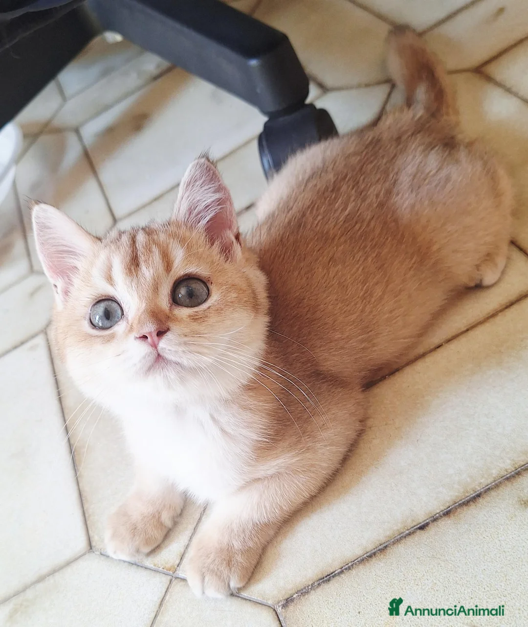 Scottish gatti in vendita: Gattini scottish con pedigree - Annuncio 2