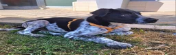 Meticcio cani in regalo: YUKI ASPETTA UNA MAMMA  a Provincia di Varese - Annuncio 5