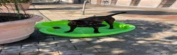 Meticcio cani in regalo: NIGEL CERCA CASA - Annuncio 5