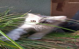 Norvegese gatti in vendita: Gattini mix norvegesi delle foreste e persiano  a Provincia di Novara - Immagine 3