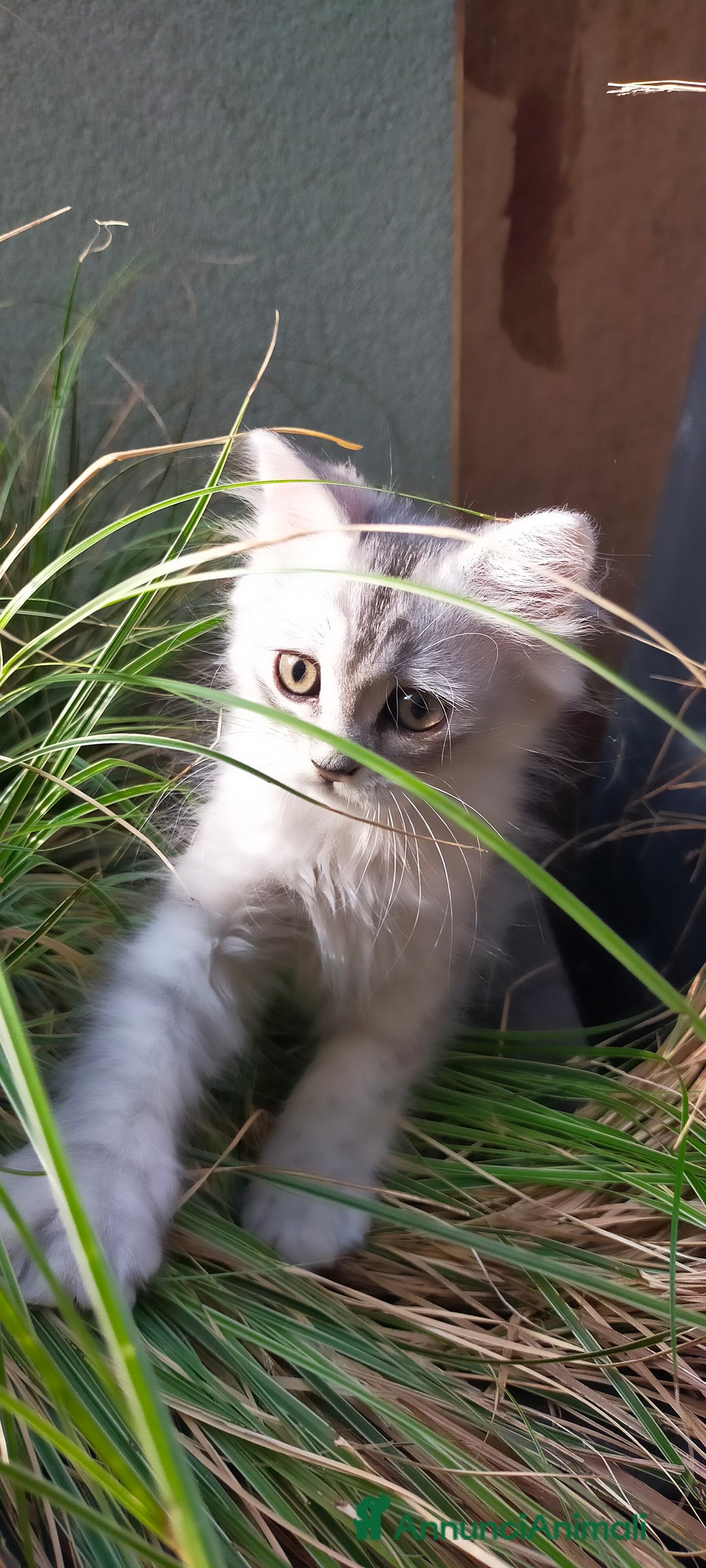 Norvegese gatti in vendita: Gattini mix norvegesi delle foreste e persiano  a Provincia di Novara - Immagine 3