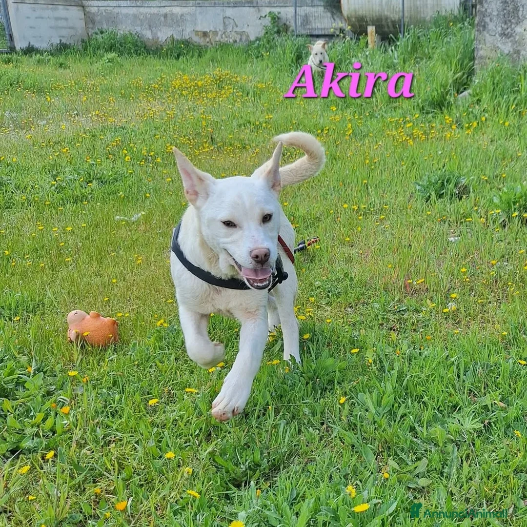 Meticcio cani in regalo: Akira in adozione - Annuncio 1